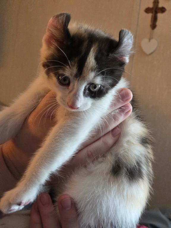 Duchess Elf Ear Calico Female photo 2