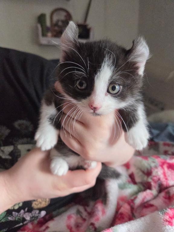 Duchess Male Munchkin Kitten photo 1