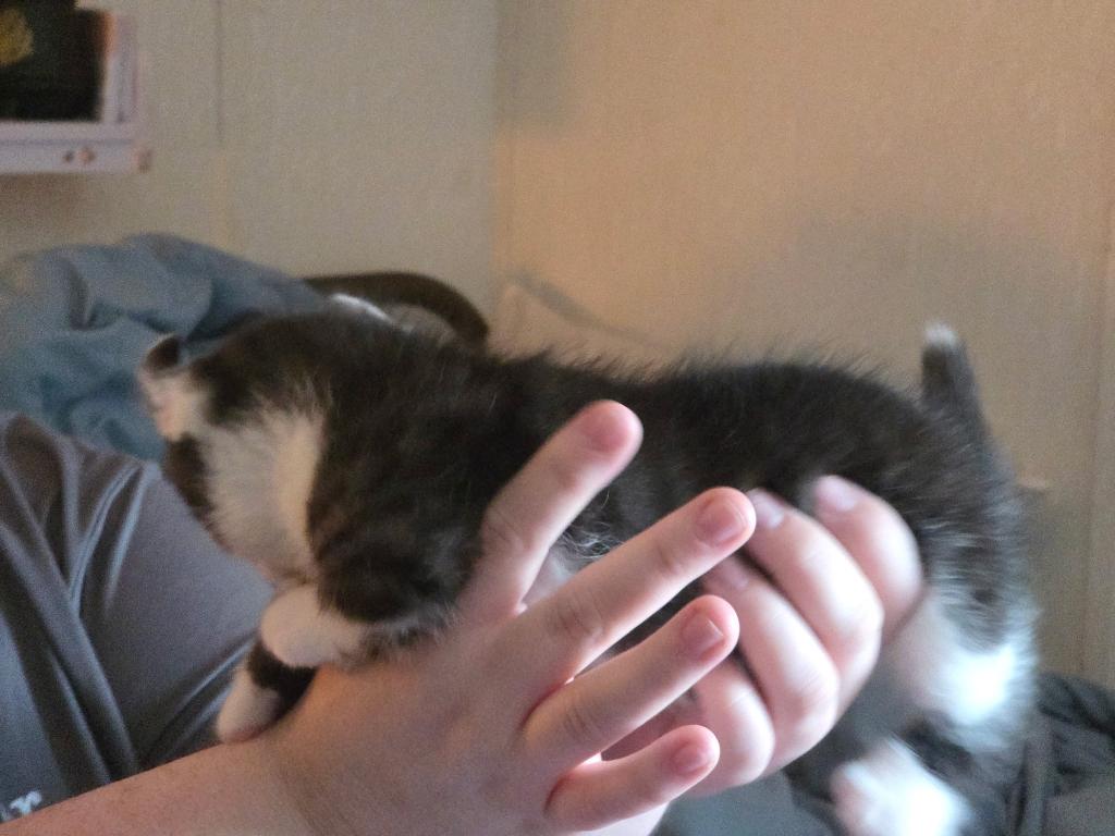 Duchess Male Munchkin Kitten photo 3