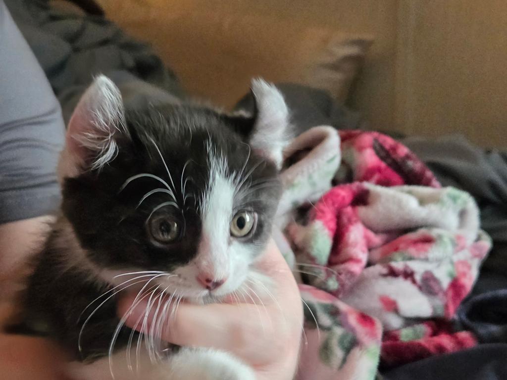 Duchess Male Munchkin Kitten photo 2