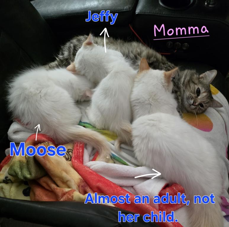 These Babies Are On Fire photo 3