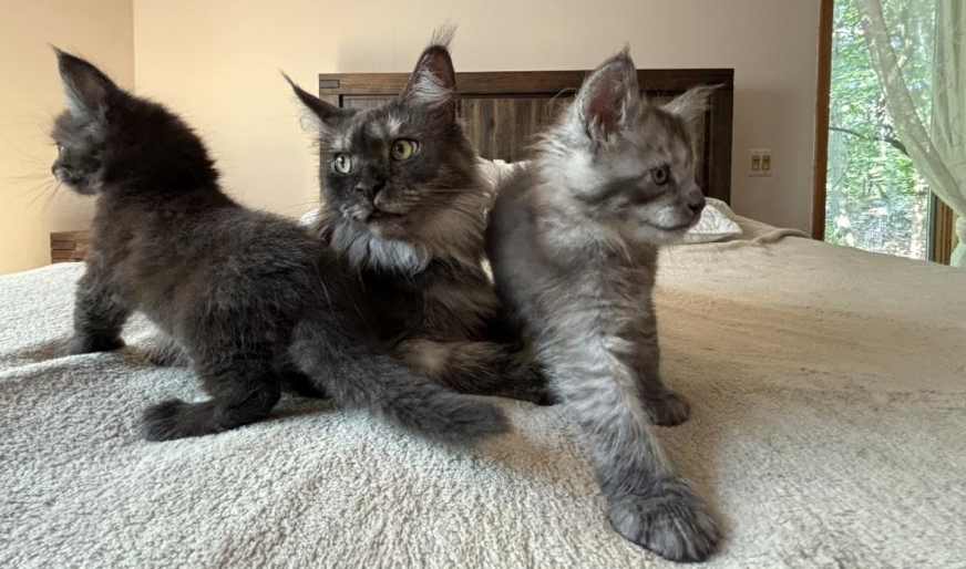 Maine Coons photo 1