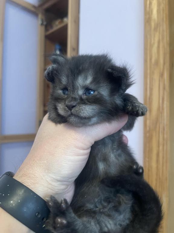 Maine Coons photo 3