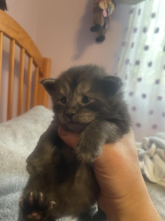 Maine Coons photo 2