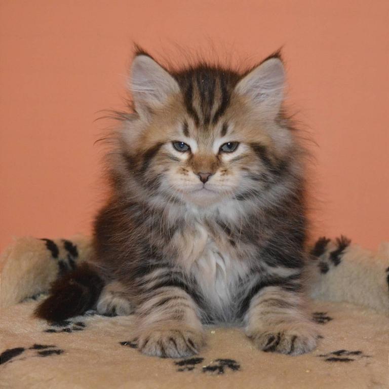 Jolie's Family photo 10