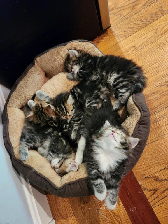 Jolie's Family photo 2