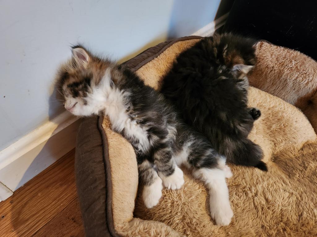 Jolie's Family photo 3