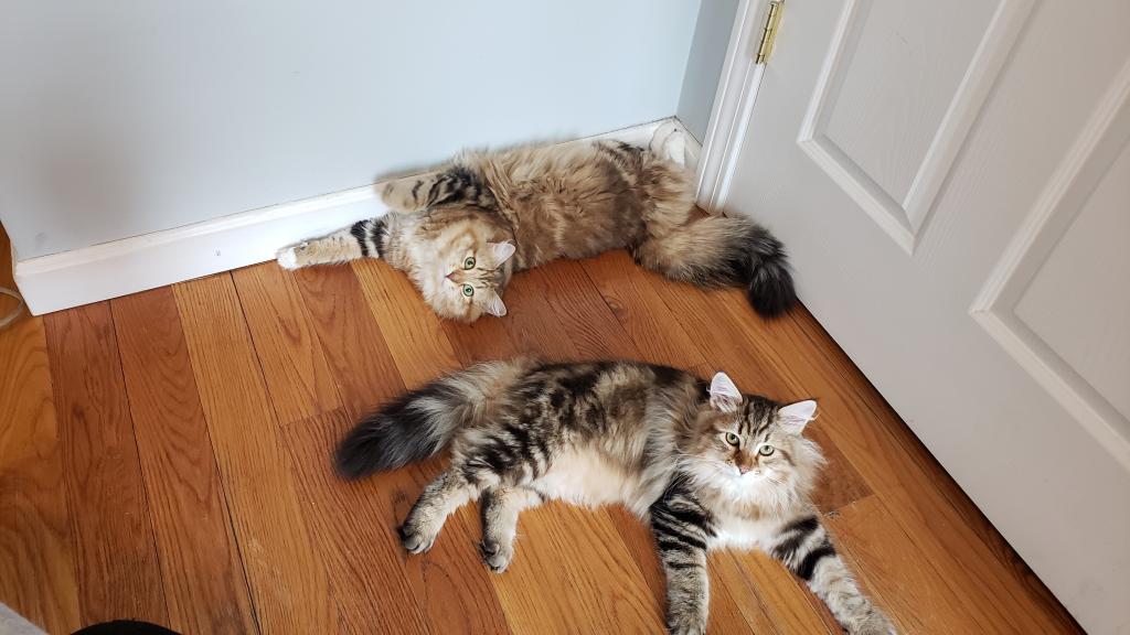 Jolie's Family photo 13
