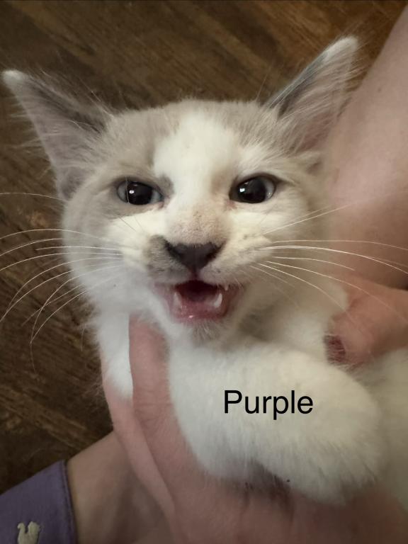 Purple photo 4