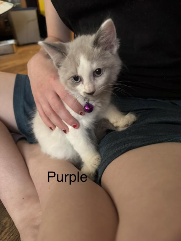 Purple photo 5