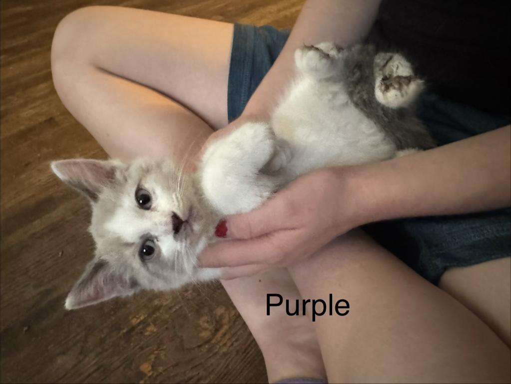 Purple photo 3