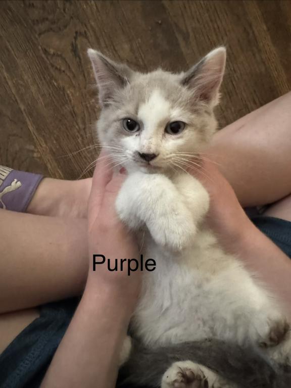 Purple photo 6