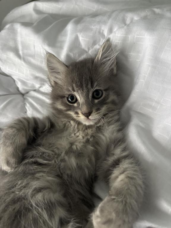 Mochi photo 7