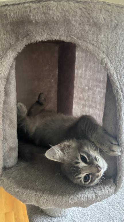 Mochi photo 3