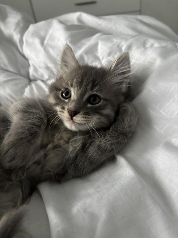 Mochi photo 5