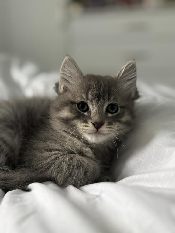Mochi photo 8