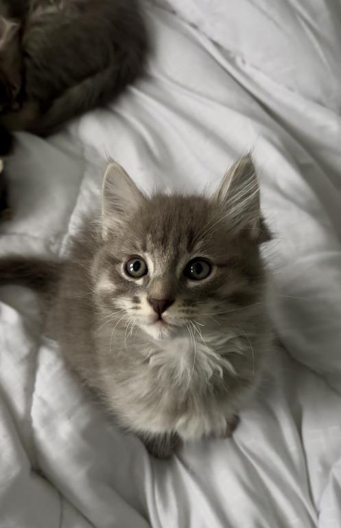 Mochi photo 1