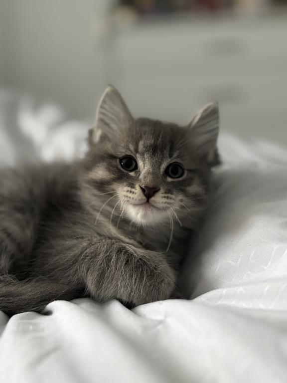 Mochi photo 6