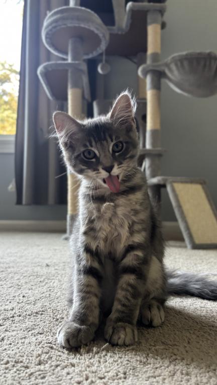 Mochi