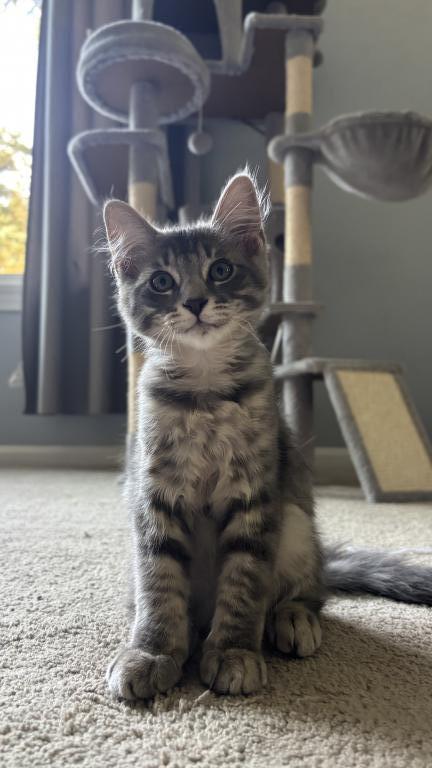 Mochi photo 4