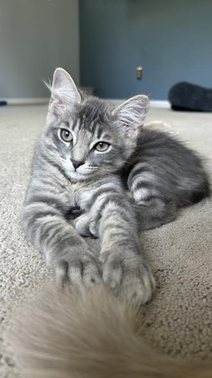 Mochi photo 3