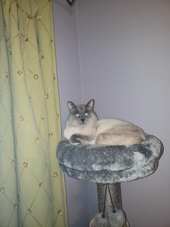 Gorgeous Siamese Female Kitten READY NOW photo 5
