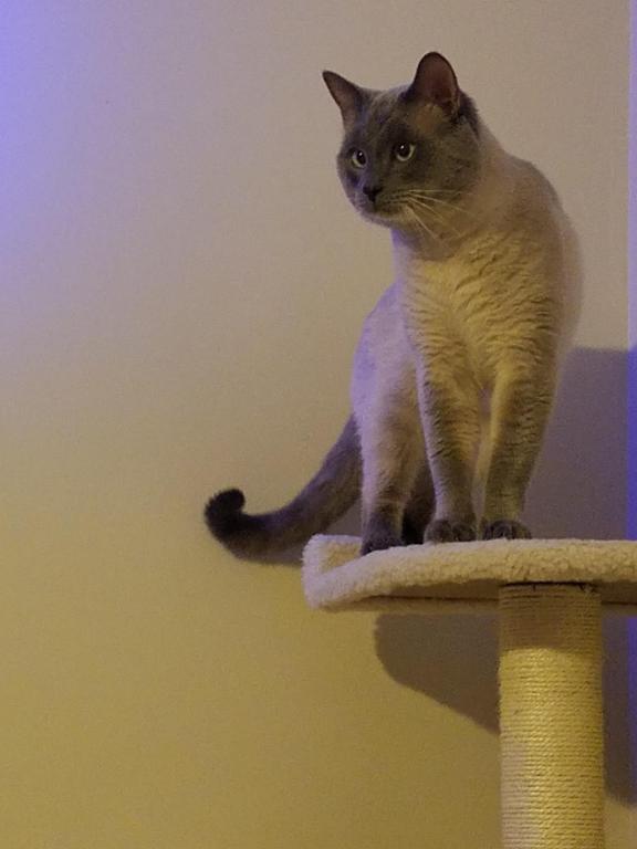 Gorgeous Siamese Female Kitten READY NOW photo 3