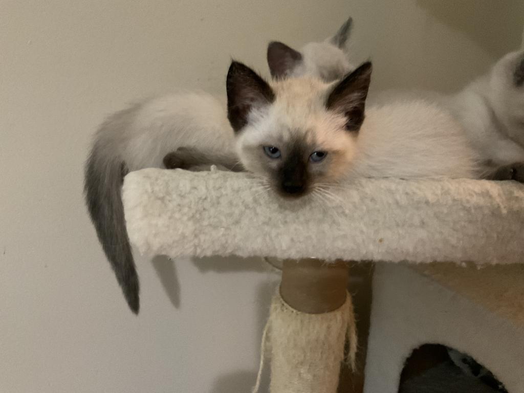 Gorgeous Siamese Female Kitten READY NOW photo 2