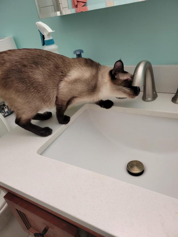 Gorgeous Siamese Female Kitten READY NOW photo 6