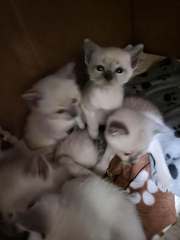 Gorgeous Siamese Female Kitten READY NOW photo 4