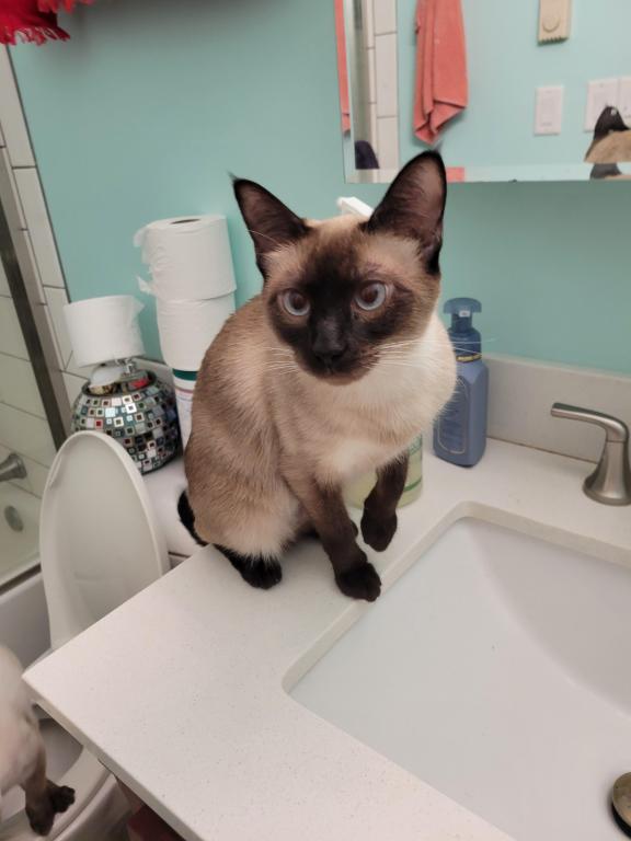 Gorgeous Siamese Female Kitten READY NOW photo 7