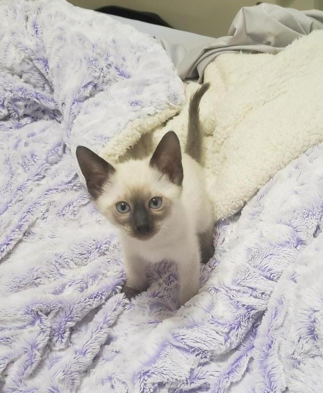 Gorgeous Siamese Female Kitten READY NOW photo 8