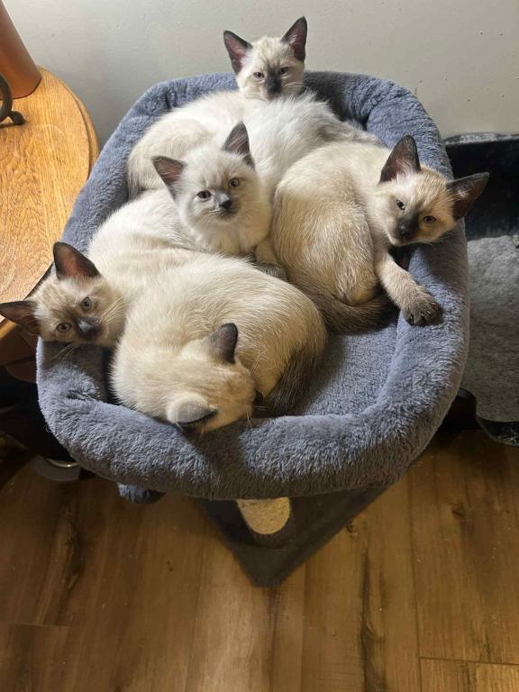 Gorgeous Siamese Female Kitten READY NOW