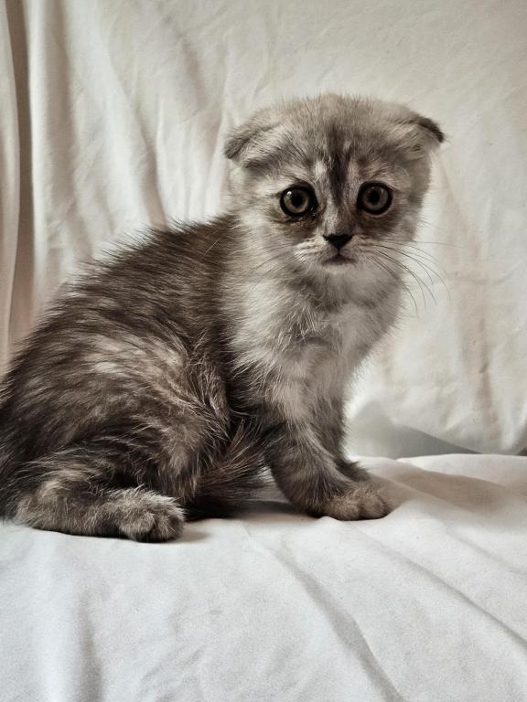Tammy Scottish Fold photo 5