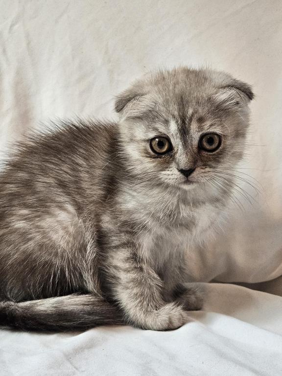 Tammy Scottish Fold photo 1