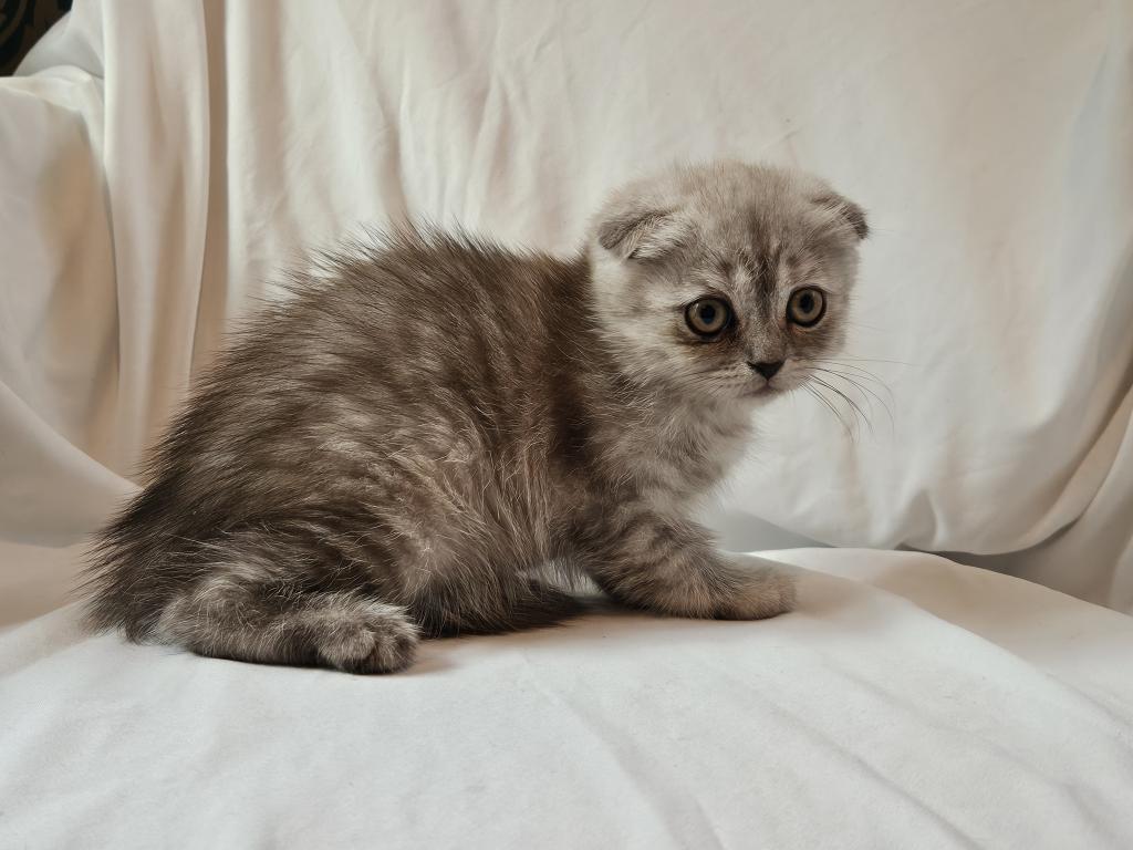 Tammy Scottish Fold photo 6