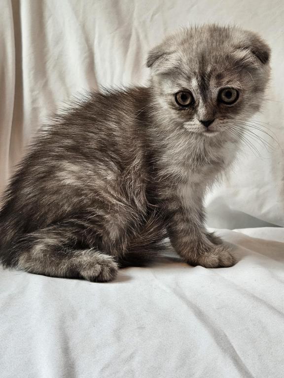 Tammy Scottish Fold photo 4