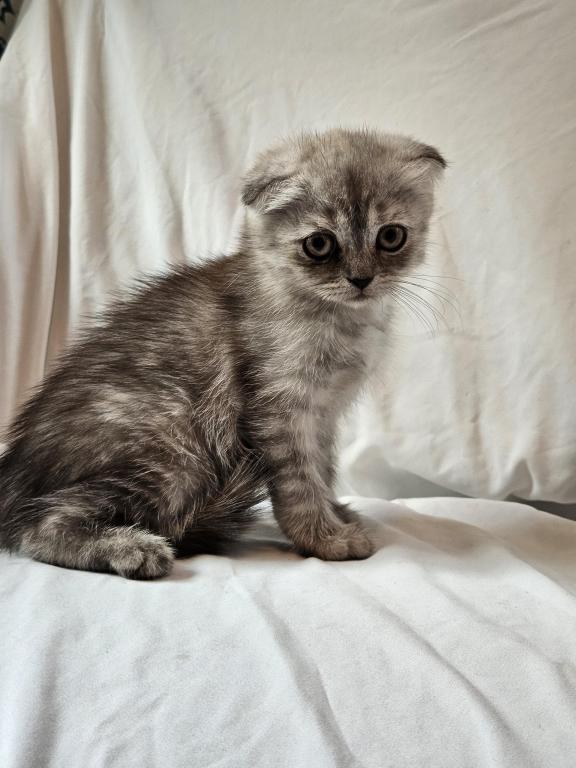 Tammy Scottish Fold photo 3