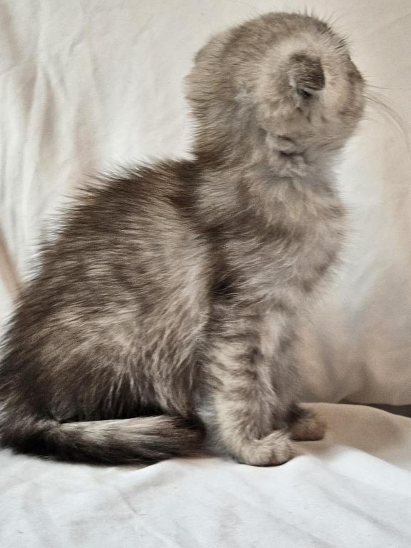 Tammy Scottish Fold photo 2