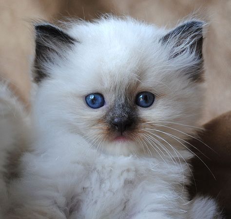 Ragdoll Litter photo 1