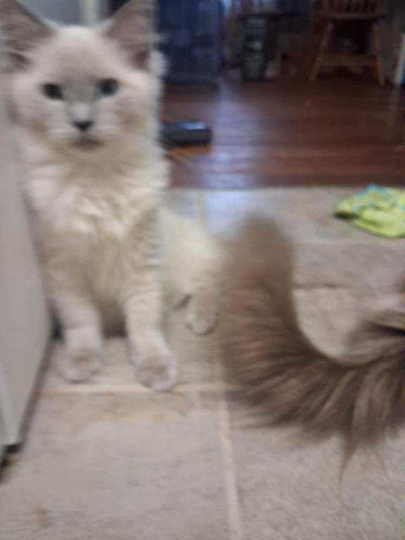 Tica Mink Ragdoll photo 3