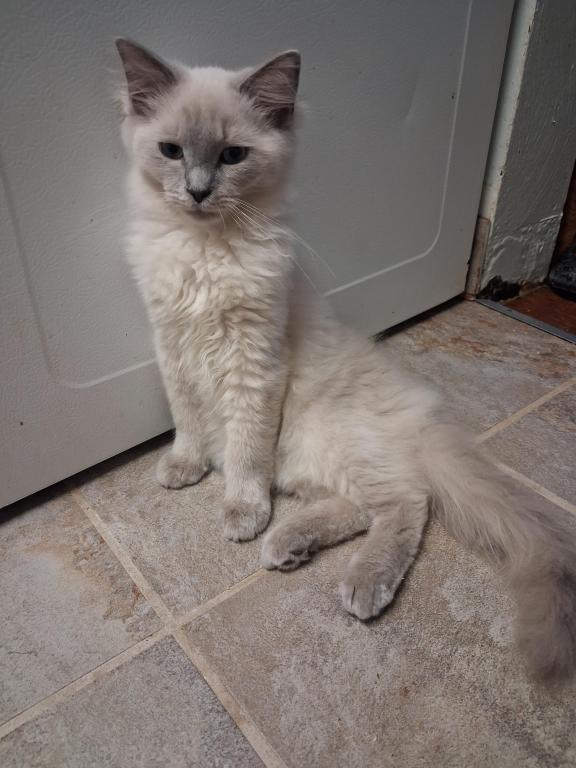 Tica Mink Ragdoll photo 2