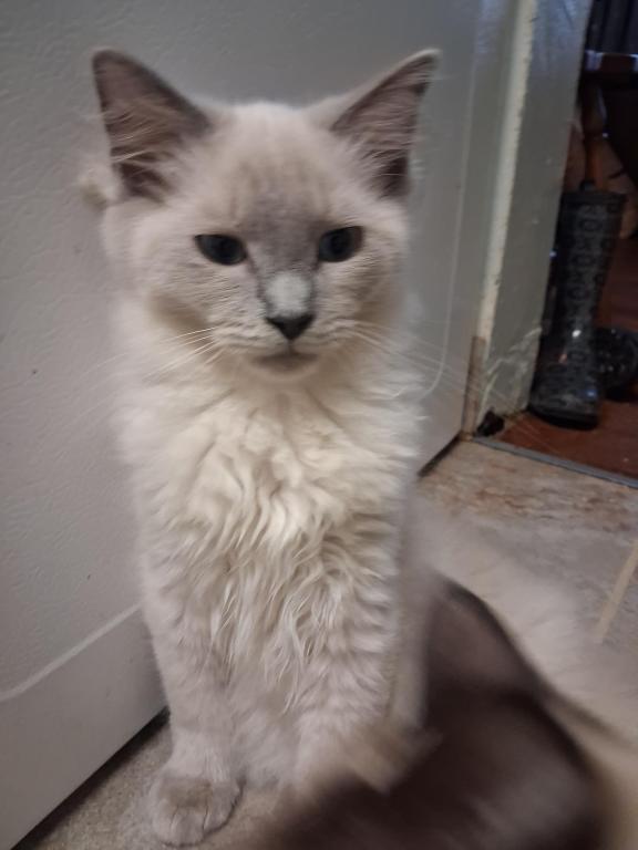 Tica Mink Ragdoll photo 4