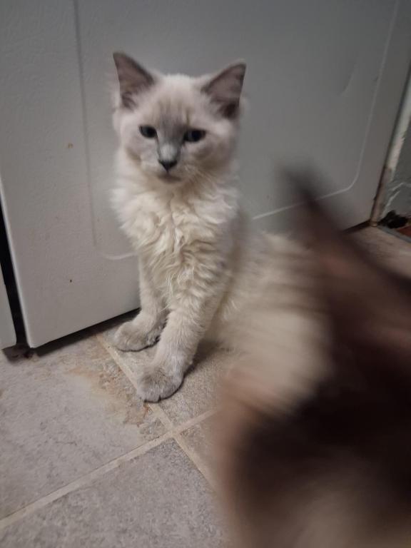 Tica Mink Ragdoll photo 6