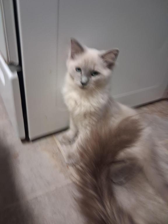 Tica Mink Ragdoll photo 5