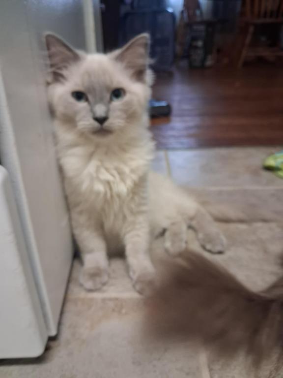 Tica Mink Ragdoll