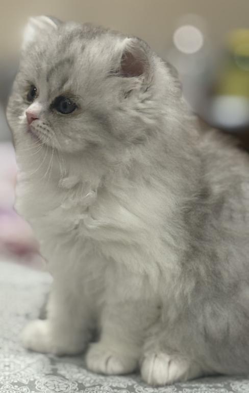 Kiki photo 3