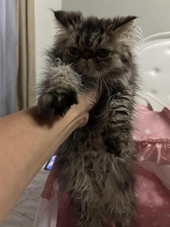 Tabby Persian Female Kitten photo 2