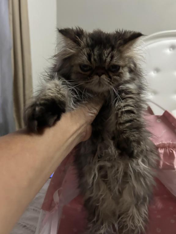 Tabby Persian Female Kitten photo 5