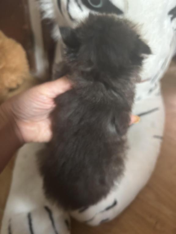 Tabby Persian Female Kitten photo 3